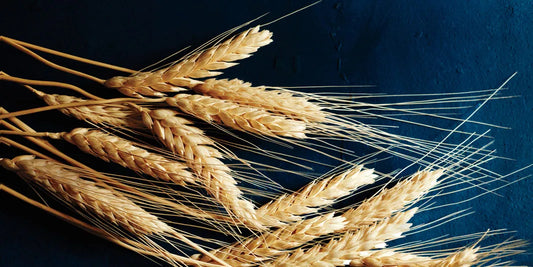 Gluten, réflexes archaïques, posture et ondes électromagnétiques : le lien insoupçonné